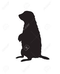 Groundhog day animal rodent nature marmot cute mammal woodchuck fur groundhog. Black Groundhog Marmot Silhouette Isolated On White Background Royalty Free Cliparts Vectors And Stock Illustration Image 141826328