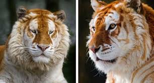 Check spelling or type a new query. Watch The Rare Golden Tiger And It S Beautiful And Delicate Looking Fur
