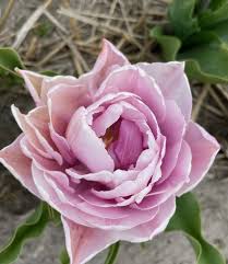 It is the pet form of katerina or ekaterina, meaning pure citation needed and cognate to the english name catherine. Tulpenzwiebeln Katinka Einzigartige Farbe Tulip Store
