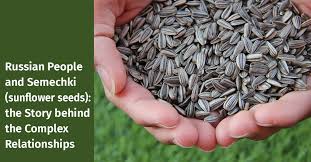 For best results sow in spring (after the last frost) where they are to grow and provide plenty of water. Russian People And Semechki Sunflower Seeds