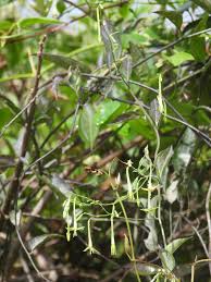 Image result for Schwenckia