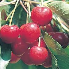 Maybe you would like to learn more about one of these? Sugar Sweet Cherry Growing Cherry Trees Dwarf Fruit Trees Fruit And Vegetable Garden