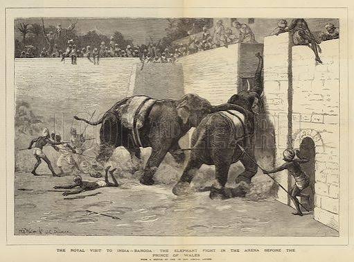 The Royal Visit to India, Baroda, the Elephant Fight in the … stock image | Look and Learn