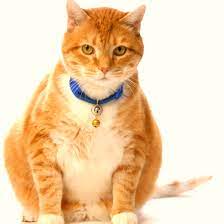 For instance, your vet may not be able to feel a tumor on your cat's liver, but if your cat has liver cancer, a blood test may indicate that the liver is not working properly. What Is Feline Hepatic Lipidosis Or Fatty Liver Disease