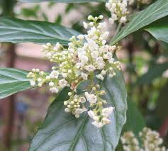 Image result for Maesa