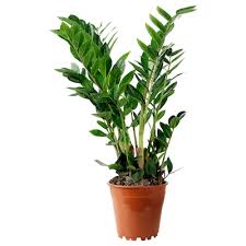 The flooring will be cork floating floor. Indoor Plants Flowers Ikea