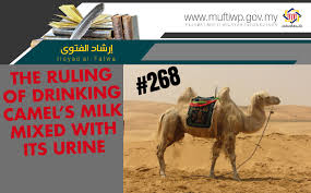 In uganda's karamoja region, located in the eastern part of the country, residents are keeping camels for different purposes. Pejabat Mufti Wilayah Persekutuan Irsyad Al Fatwa Series 268 The Ruling Of Drinking Camel S Milk Mixed With Its Urine