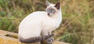 Purchasing one from the shelter would be reasonable than a purebred cat. Blue Point Siamese A Complete Guide To This Unique Color