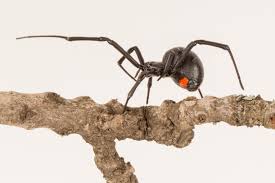 A female black widow spider can produce 4 to 9 egg. Terrifying New Species Of African Widow Spider That Lays Up To 900 Eggs At A Time Could Be Among World S Deadliest