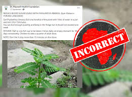 Image result for Phyllanthus amarus