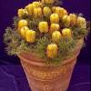 Shop latest white flowers for pots online from our range of home & garden at au.dhgate.com, free and fast delivery to australia. Https Encrypted Tbn0 Gstatic Com Images Q Tbn And9gcq98konbt Tujhrhedsr0uej6gaungyxigf E7ta Gjfrawnpty Usqp Cau