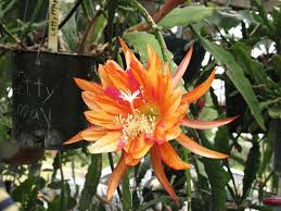 Epiphyllum Letty May Indoor Flowering Plants Orchid Cactus Hoya Plants