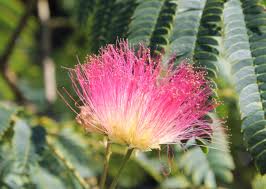 My bargain albizia julibrissin 'summer chocolate' is really stretching out and achieving some size. Albizia Julibrissin Summer Chocolate Seidenakazie Schlafbaum Schirmkrone