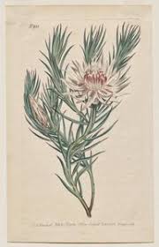 Image result for Protea gaguedi