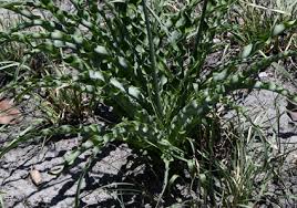 Image result for Chlorophytum macrosporum