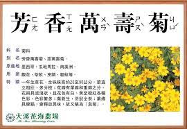 花語小教室 今天登場的主角 輪到我們的 芳香萬壽菊 別名有甜萬壽菊 花語 長壽 多福 康寧 永駐的青春 在花兒寶貝裏頭 mobile boarding pass bloom boarding pass