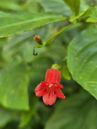 Image result for Ruellia brevifolia