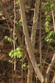 Image result for Grewia microcarpa
