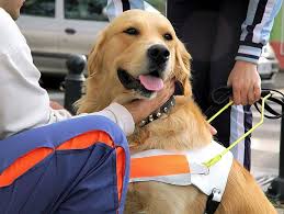 Animals walking with a lead should walk on a loose. Why Become A Therapy Dog Team Petfinder