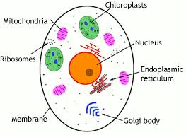 Science Aid Cell Structure Cell Structure Animal Cell Cell Diagram