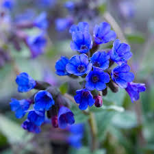 Naturagart Shop Lungenkraut Blau Online Kaufen