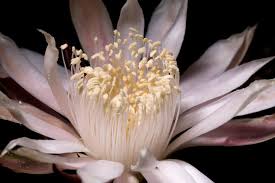 Maybe you would like to learn more about one of these? See The Flowers That Bloom All At Once One Night A Year Travel Smithsonian Magazine