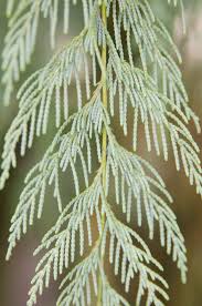 Image result for Cupressus funebris
