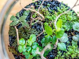 Whichever style you choose, building a terrarium is a fun way to display small plants, demonstrate an ecosystem, or protect vulnerable plants. How To Make A Basic Terrarium