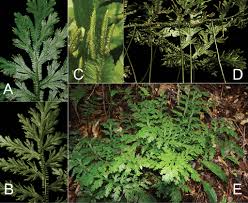 Image result for Selaginella soyauxii