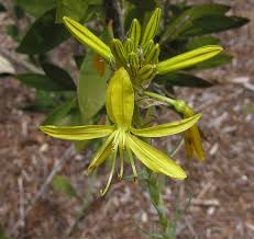 Yellow is probably the first color we see in the spring. Favorite Yellow Flowered Bulbs Pacific Bulb Society