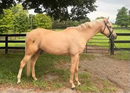 Image result for Medium Buckskin 1989 Colt
