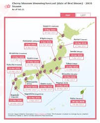 where to shoot cherry blossoms in japan a practical photo guide