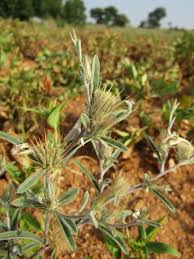 Image result for Dicoma