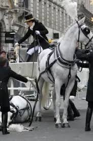 Horse Collapses In T Horse Collapses In The Middle Of Street During Londons New Years Day Parade As Onlookers Watch In Horror W Horses Horse Love White Horses