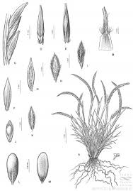 Image result for Microchloa