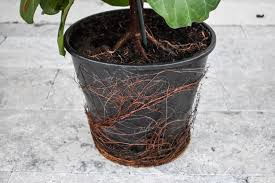 Fast draining, well aerated soils are ideal, as this plant prefers relatively dry. How To Repot A Fiddle Leaf Fig Planter Size Soil Drainage Fertilizing Greenhouse Studio
