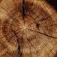 Wood Block Print Workshop