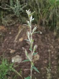 Image result for Athrixia