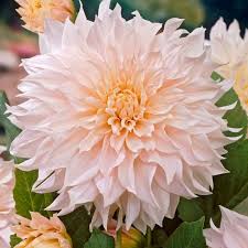 Ships from and sold by m&b sales seed company usa. Cafe Au Lait Dinner Plate Dahlia Flower Cafe Bulb Flowers Flower Pots