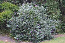 Image result for Buddleja davidii