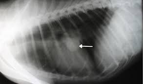 We did not find results for: Cancer In Dogs Petcoach
