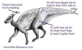 Scientists say that other horned dinosaurs lived on the same ancient continent known as laramidia in what is now alberta, canada. Parasaurolophus Facts For Kids