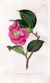 Camellia Camellia Japonica Japanese Camellia Camelia Flowers Plants William Curtis Botanical Magazine Botany Botanica Fleurs Insolites Fleurs Insolite
