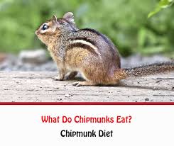 Maybe you would like to learn more about one of these? What Do Chipmunks Eat Getridofallthings Com