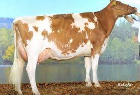 Check spelling or type a new query. Vaci Din Import Vindem Vaci Din Import Austria Pentru Carne