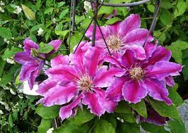 Maybe you would like to learn more about one of these? Clematis Schneiden So Gelingt Der Ruckschnitt Handtuchgarten