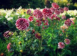 Maybe you would like to learn more about one of these? How To Grow Dahlias