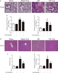 Image result for Pimpinella sp. A. of FZ 4: 594