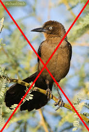 Maybe you would like to learn more about one of these? Public Enemy Great Tailed Grackle Rich Ditch S Photography Blog