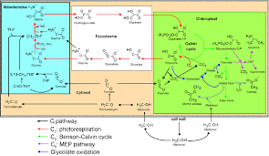 Maybe you would like to learn more about one of these? Simplified Schematic Model Of The Integration Of The C1 Pathway Into Download Scientific Diagram